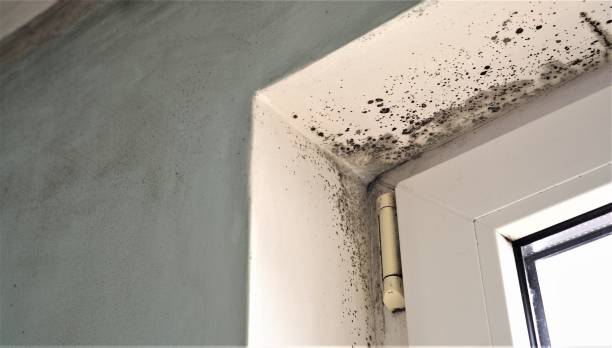 Best Industrial Mold Remediation  in South Toms River, NJ