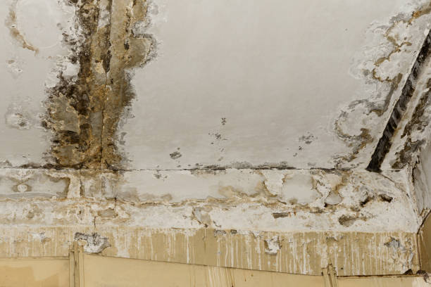 Best Crawl Space Mold Remediation  in South Toms River, NJ