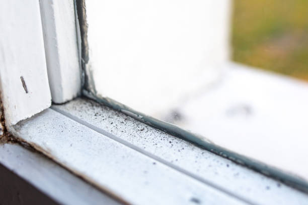 Best Asbestos and Lead Testing During Mold Inspection  in South Toms River, NJ