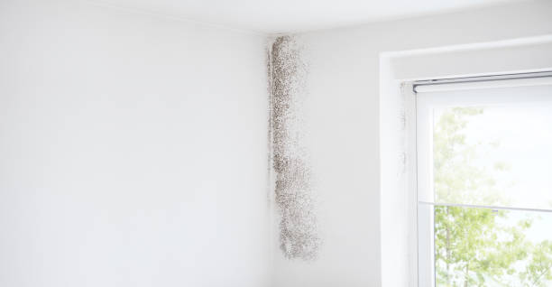 Best Emergency Mold Remediation  in South Toms River, NJ
