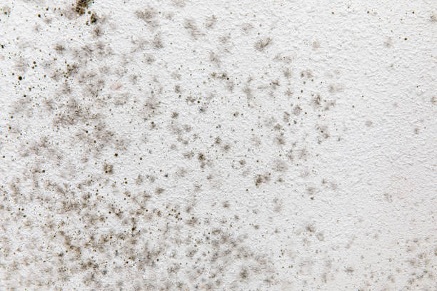 Best Indoor Air Quality Assessment  in South Toms River, NJ