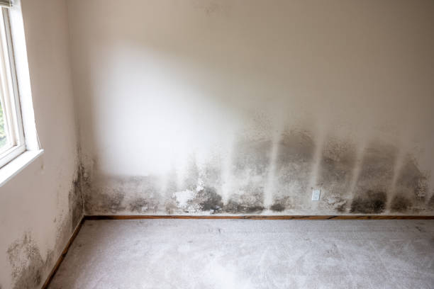 Best Industrial Mold Remediation  in South Toms River, NJ