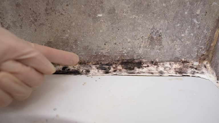 Best Asbestos and Lead Testing During Mold Inspection  in South Toms River, NJ