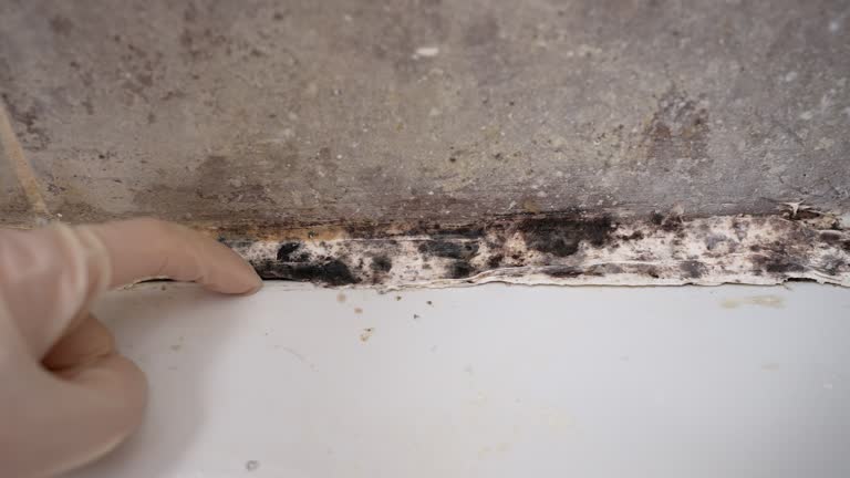 Best Emergency Mold Remediation  in South Toms River, NJ