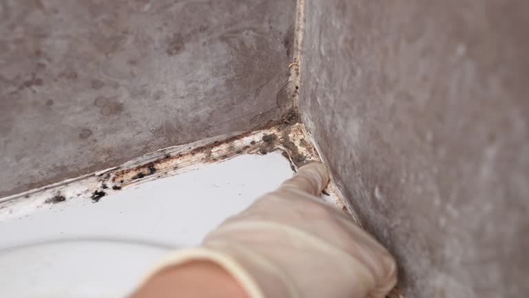 Best Attic Mold Removal  in South Toms River, NJ